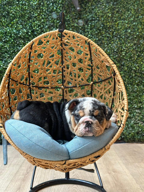 Columpio Xolo para Mascotas